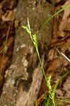 Flat spiked sedge